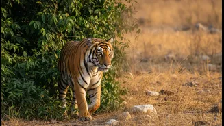 Buffer Safaris Are Not A Casual Shortcut