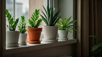 Small Homes Need Plants That Forgive Neglect