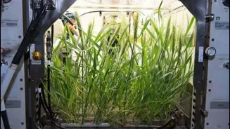 Astronauts may 1 day grow food using their own waste