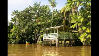 Ilha do Combu é imersão na floresta para quem visita Belém