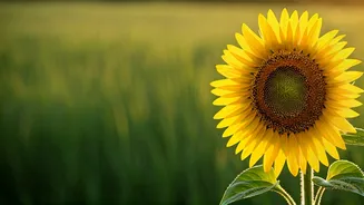 Beyond the Finish Line: Redefining Success as a Daily Joyful Experience