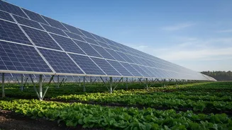 India's Agrivoltaics Push Makes Crop Shade Part of Agrivoltaics Assessment