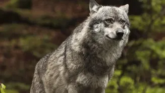 Europe's Wolf Revival Gives Travellers a New Reason to Go Wild