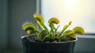Carnivorous Plants: Urban Allies for Pest Control and Serene Living