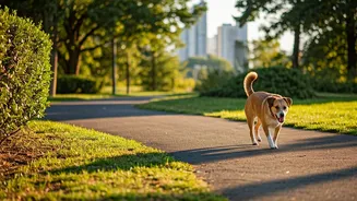 Urban Explorers Want Routes Their Dogs Enjoy