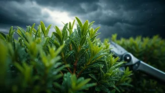 Plant Parents Should Prune Before Rain Takes Over