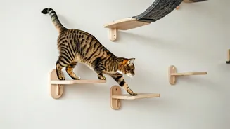 Indulge Your Feline Bestie With Vertical Wall Bridges