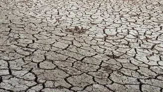 The Low-Water Gardening Shift: A Practical Take On Choosing Plants For Future Water Use