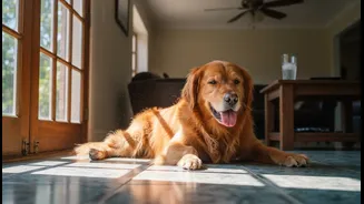 Small Behaviour Changes Can Signal A Pet Is Struggling With The Weather