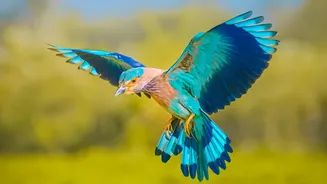 New Assessment Tracks Sharp Declines Across Migratory Bird Routes