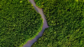 How Eastern Shore Communities Build Natural Mangrove Bio-Shield Barriers To Resist Violent Storms