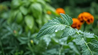 June Gardeners Need Prevention, Not Panic