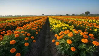 Hundreds of Daily Flowers Turn an Old Paddy Plot Into a Business