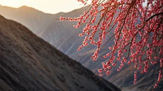 Ladakh's Apricot Blossom Spectacle: India's Own 'Sakura' Spring Dream