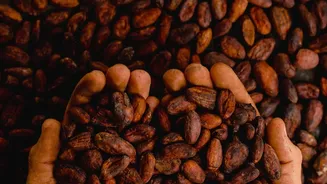 Why Estate-Grown South Indian Cocoa Is Transforming The Indian Artisanal Chocolate Industry