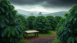 Coorg Coffee Stays Add Romance To Rain
