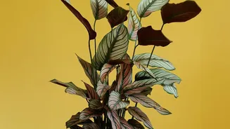Researchers Revisit The Popular Belief That Plants Clean Indoor Air