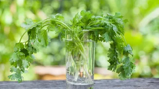 How to grow cilantro in water
