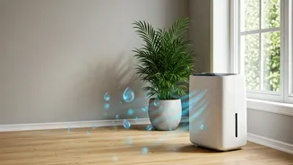 Keep Indoor Spaces Healthy This Monsoon