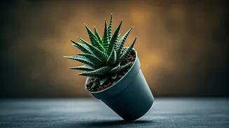 Tilted Pots Beat Standing Water Every Time