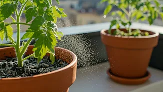 Supercharge Balcony Plant Defense Systems Spreading Diluted Wood Ash Protection