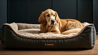 Luxury Animal Boarding Services Boom In Urban India