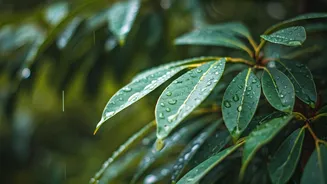 Street Trees Look Better After Every Shower