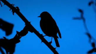 How birds reset their magnetic compass