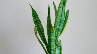 Snake plants thrive: Boost bedroom air