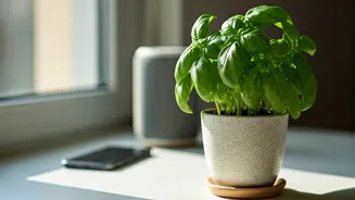 Herb Gardens Are The New Small-Home Flex