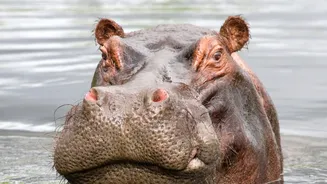Stuck in Water for 14 Days: Kolkata Hippo Refuses To Leave Pool At Alipore Zoological Gardens