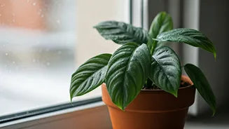 Plant Care Is Different When Humidity Rises