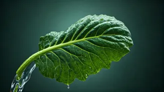 High Fibre Intake: Friend or Foe to Your Gut Health? A Doctor's Insights