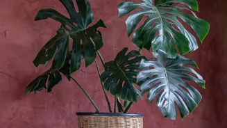 Fresh Interior Trends: Why Artisanal Woven Baskets Are Must-Have Pieces For Modern Decor