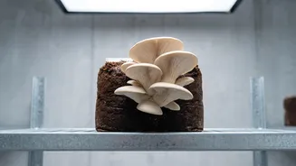 How Urban Mushroom Growers Reduce Land Use By Utilizing Spent Coffee Grounds