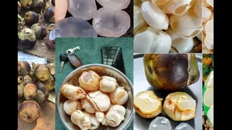 Feeling Drained In Summer? This Fruit Might Be The Refreshing, Nutrient-Rich Solution You Need