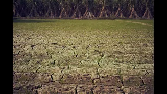 India's Soybean Production Declines Marginally Amid Drought Conditions