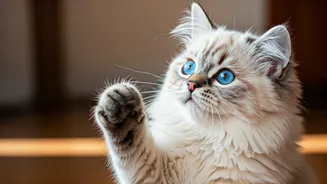 Top 5 Most Adorable Cat Breeds Dominating the Internet in 2026!