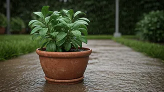 Monsoon Gardening Needs Less Romance, More Drainage