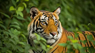 Unveiling India's Tiger Havens: 5 Gates for Thrilling Safaris