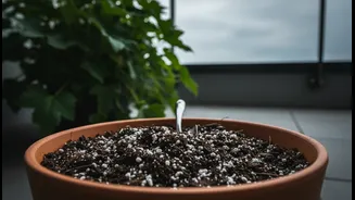 How Amending Potted Soil Before Peak July Storms Protects Expensive Balcony Perennial Investments