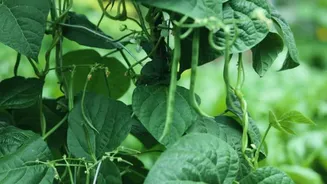 Surprising beauty benefits of cow pea leaves