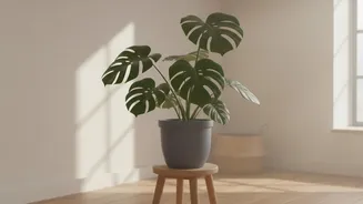 Planning For New Houseplant Quarantine Includes Soil And Pot Checks And A Separate Start