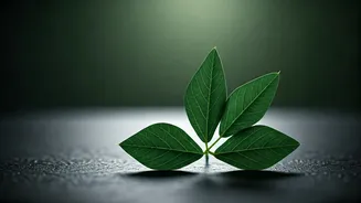 Unlocking Nature's Secret: 5 Surprising Beauty Perks of Cowpea Leaves