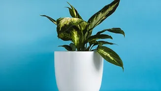 Why Foolproof Houseplants Require Minimal Water Making Them Ideal For Busy Beginner Gardeners