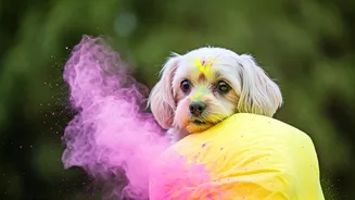 Holi 2026: Safeguarding Your Beloved Pets in the Festival of Colours