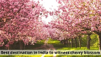 Explore best destinations in India that turn pink every year with cherry blossoms
