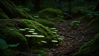 Witness Breathtaking Bioluminescent Glowing Forest Fungi In Full Bloom