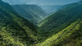How India's Forest Biodiversity Could Respond To Changing Rainfall Conditions
