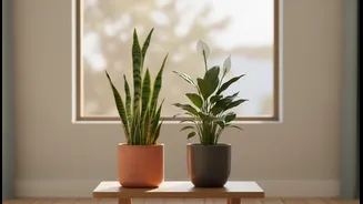 Monsoon-Friendly Plants That Brighten Every Room